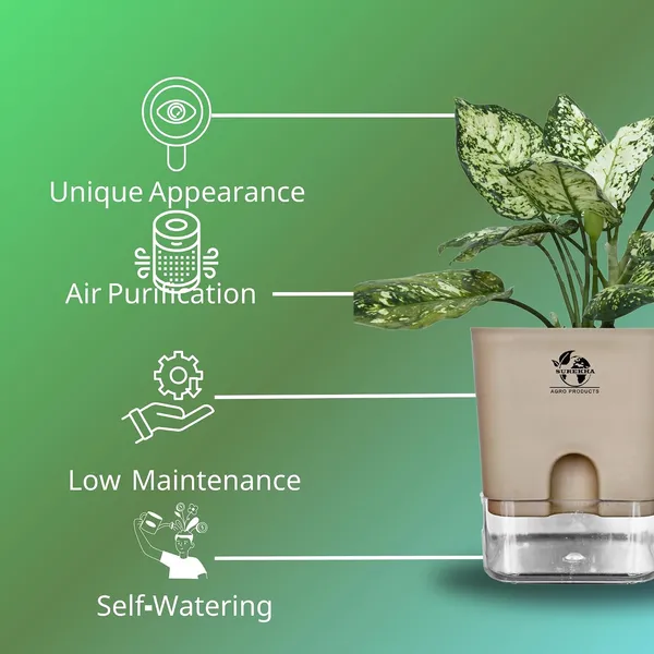 Aglaonema_Indoor_Plant_With_Self_Watering_Pot