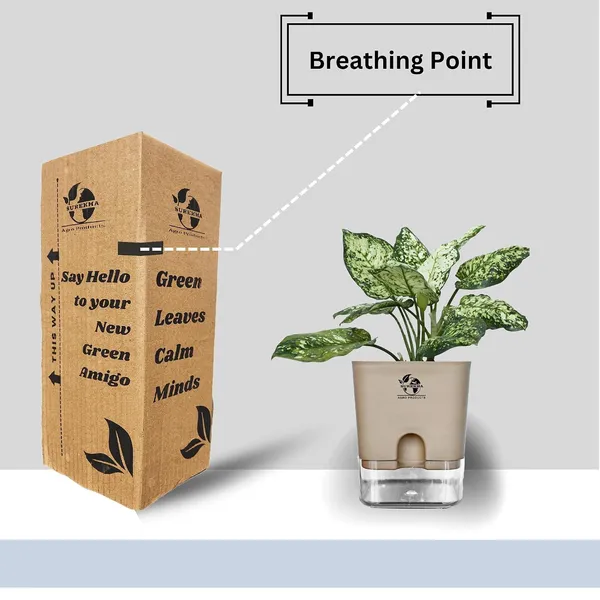 Aglaonema_Indoor_Plant_With_Self_Watering_Pot