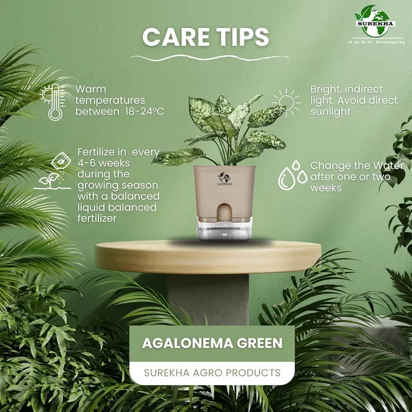 Aglaonema_Indoor_Plant_With_Self_Watering_Pot