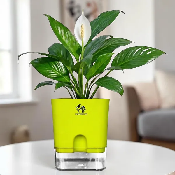 Peace_Lily_Plant_In_Self_Watering_Pot