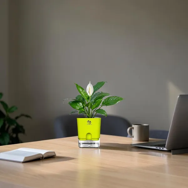 Peace_Lily_Plant_In_Self_Watering_Pot