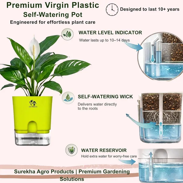 Peace_Lily_Plant_In_Self_Watering_Pot