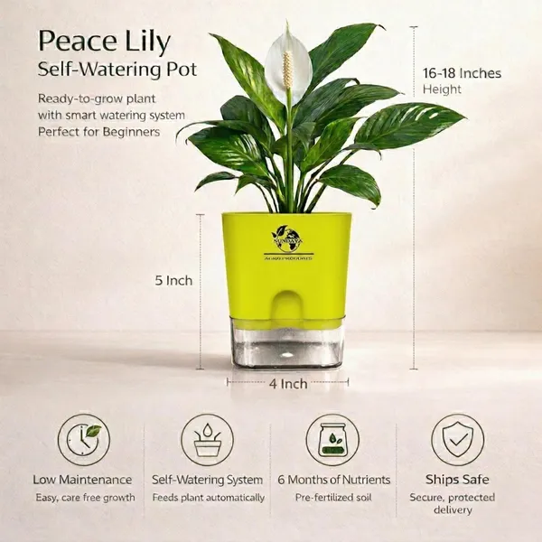 Peace_Lily_Plant_In_Self_Watering_Pot