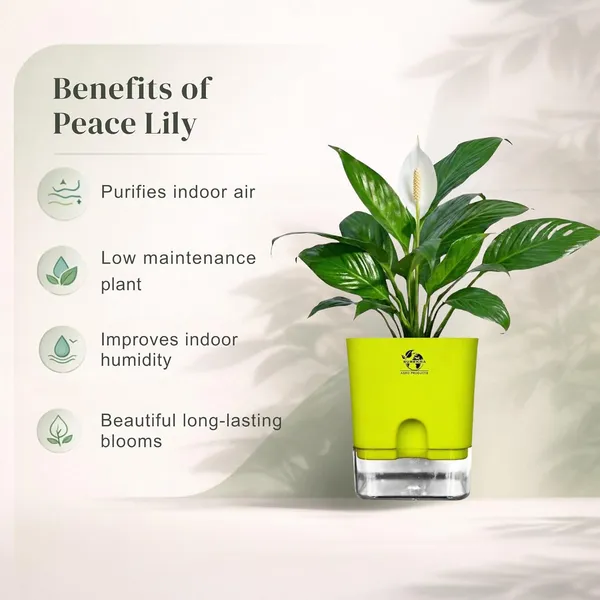Peace_Lily_Plant_In_Self_Watering_Pot