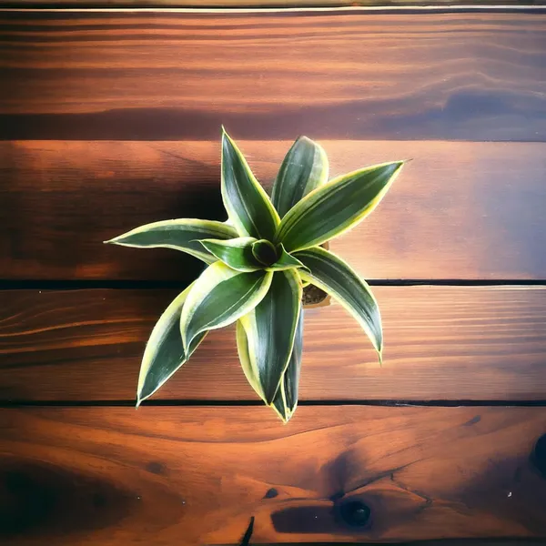 Snake_Plant(Golden_Hahnii)_With_Self_Watering_Pot