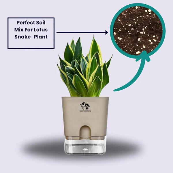 Snake_Plant(Golden_Hahnii)_With_Self_Watering_Pot