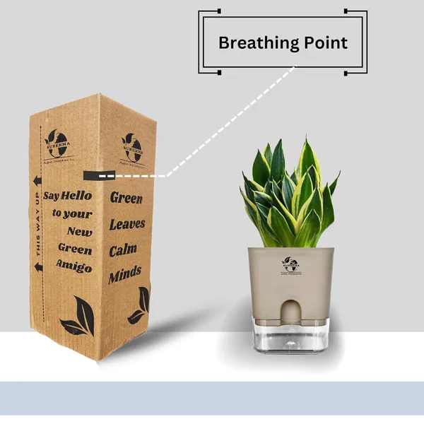 Snake_Plant(Golden_Hahnii)_With_Self_Watering_Pot