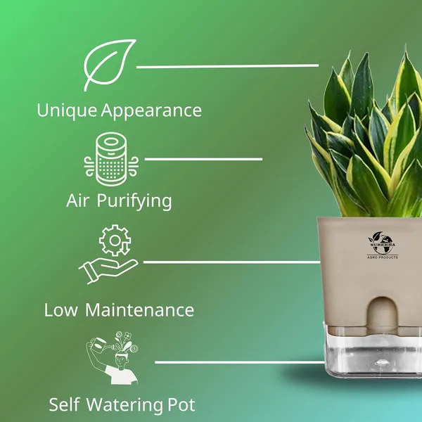 Snake_Plant(Golden_Hahnii)_With_Self_Watering_Pot