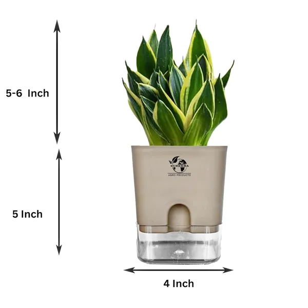 Snake_Plant(Golden_Hahnii)_With_Self_Watering_Pot