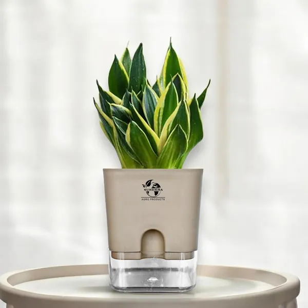 Snake_Plant(Golden_Hahnii)_With_Self_Watering_Pot