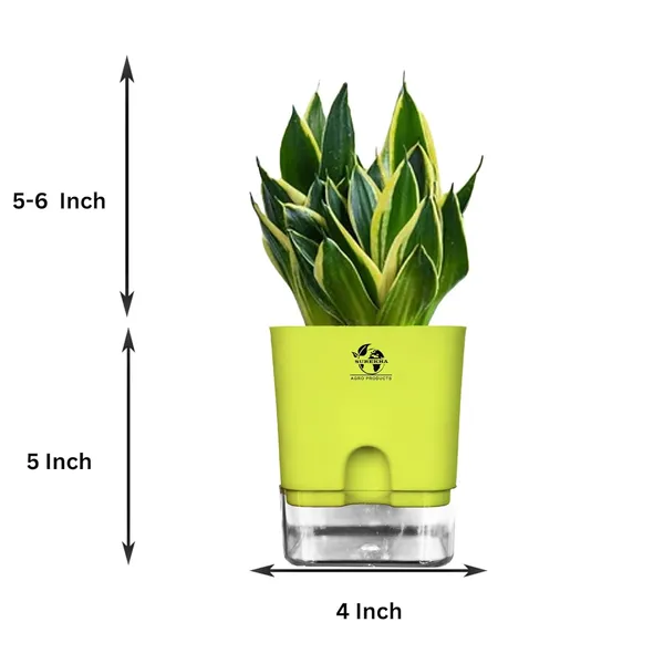 Snake_Plant(Golden_Hahnii)_With_Self_Watering_Pot
