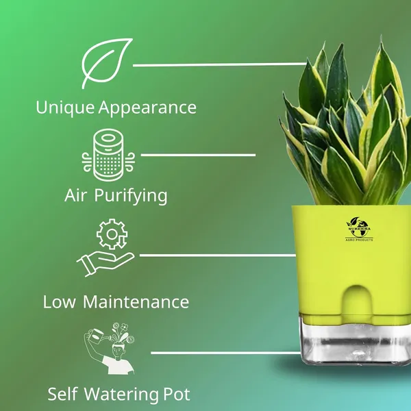 Snake_Plant(Golden_Hahnii)_With_Self_Watering_Pot