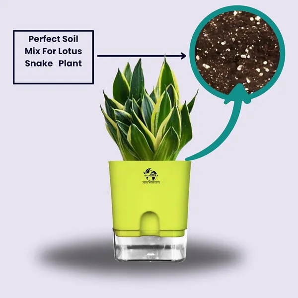 Snake_Plant(Golden_Hahnii)_With_Self_Watering_Pot