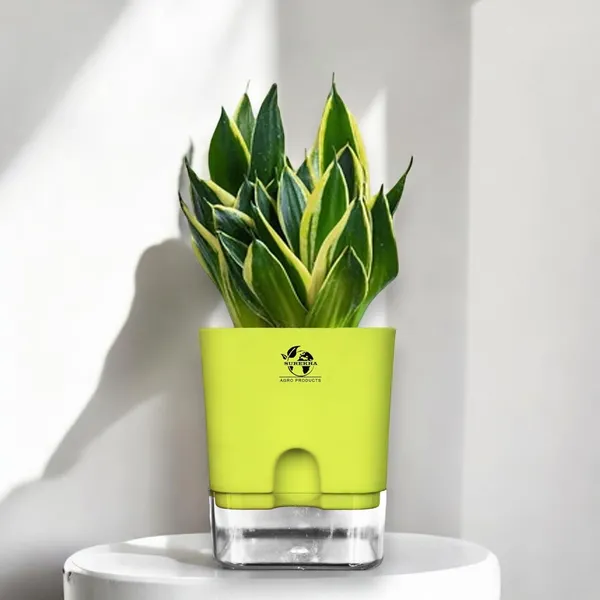 Snake_Plant(Golden_Hahnii)_With_Self_Watering_Pot