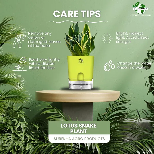 Snake_Plant(Golden_Hahnii)_With_Self_Watering_Pot