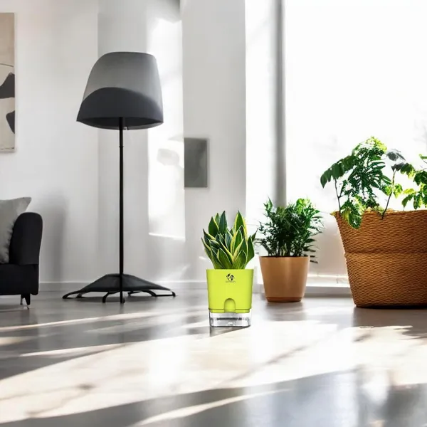 Snake_Plant(Golden_Hahnii)_With_Self_Watering_Pot
