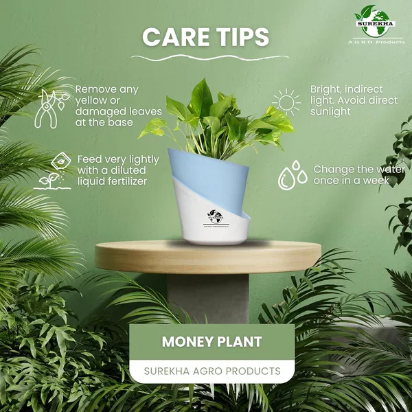 Money_Plant_With_Self_Watering_Pot