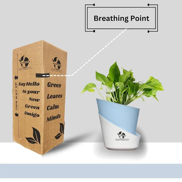 Money_Plant_With_Self_Watering_Pot