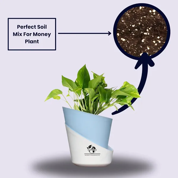 Money_Plant_With_Self_Watering_Pot