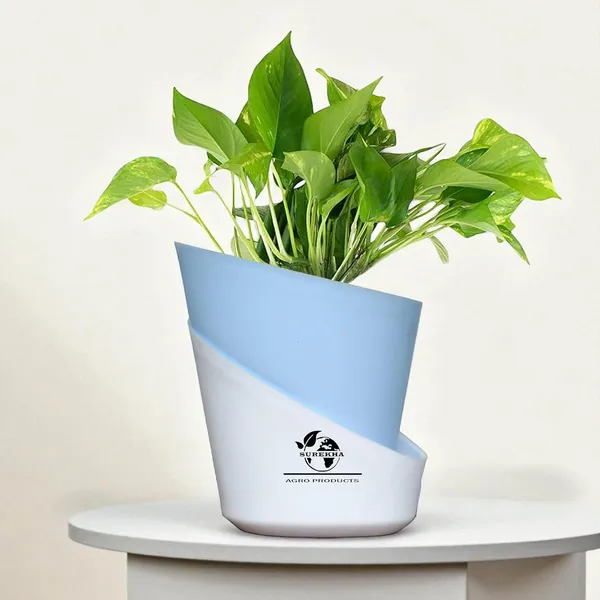Money_Plant_With_Self_Watering_Pot