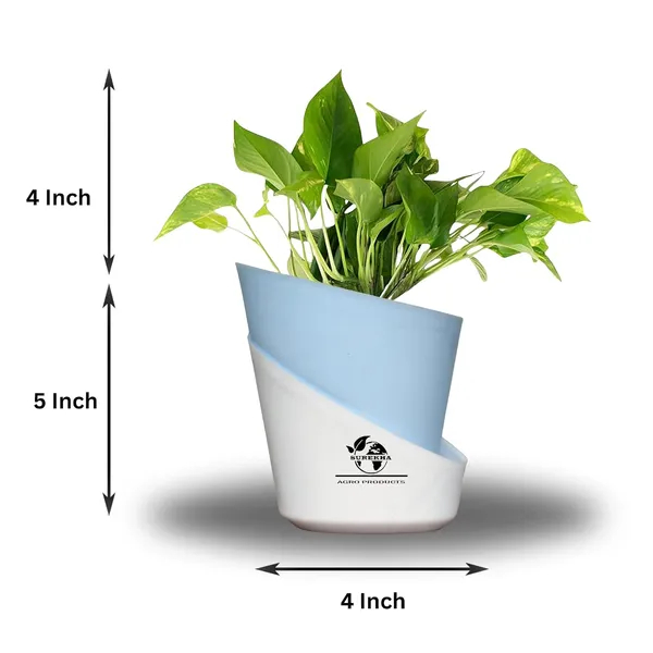 Money_Plant_With_Self_Watering_Pot