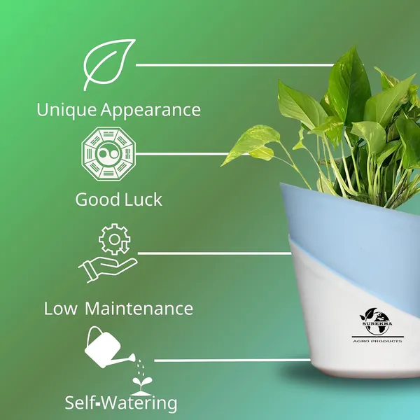Money_Plant_With_Self_Watering_Pot