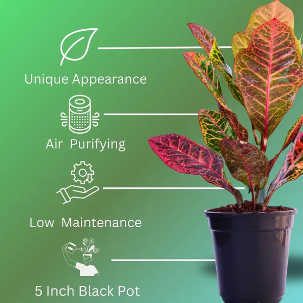 Croton_Petra_Plant_With_Self_Watering_Pot