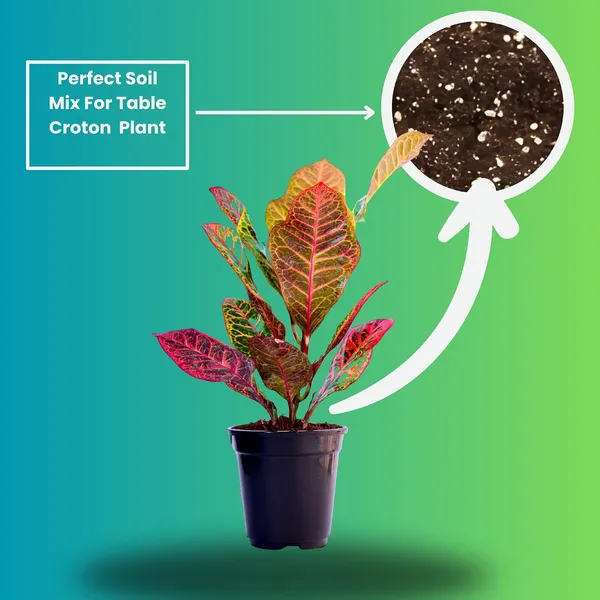 Croton_Petra_Plant_With_Self_Watering_Pot