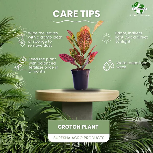Croton_Petra_Plant_With_Self_Watering_Pot