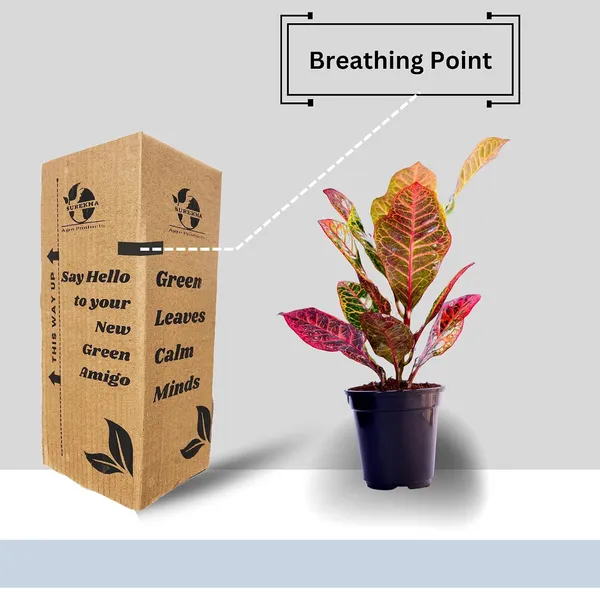 Croton_Petra_Plant_With_Self_Watering_Pot