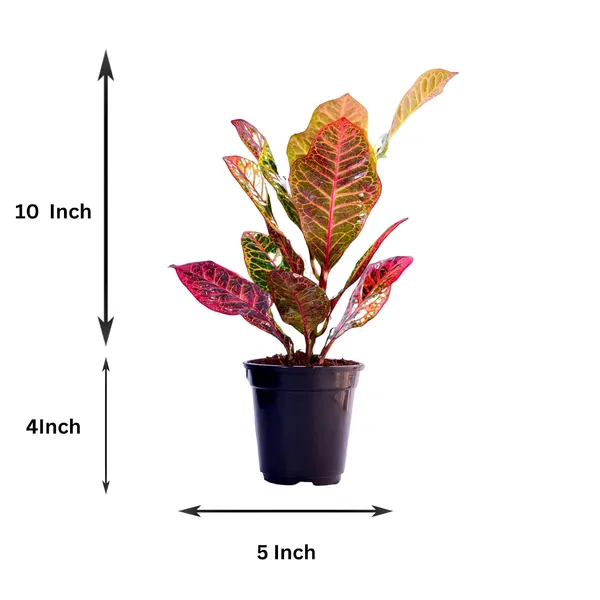 Croton_Petra_Plant_With_Self_Watering_Pot