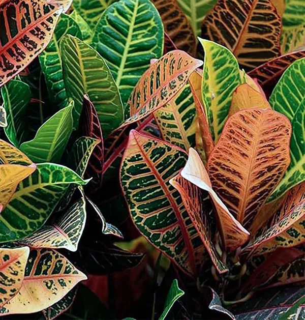 Croton_Petra_Plant_With_Self_Watering_Pot