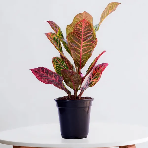 Croton_Petra_Plant_With_Self_Watering_Pot