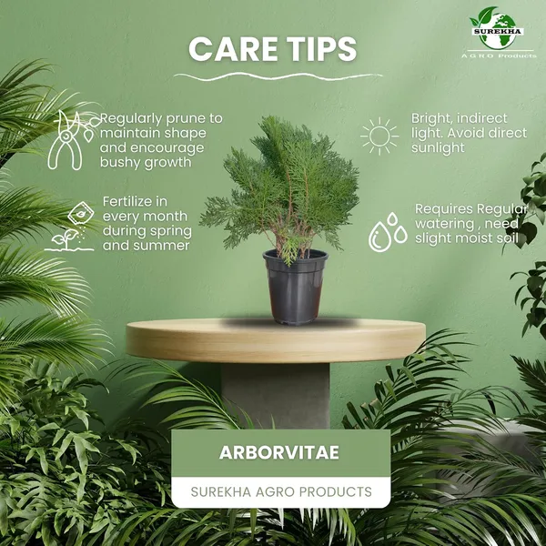Arborvitae_Live_Plant_With_Pot