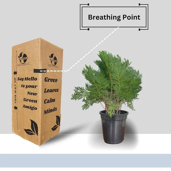 Arborvitae_Live_Plant_With_Pot