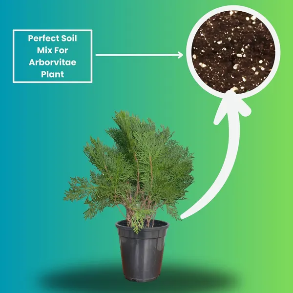 Arborvitae_Live_Plant_With_Pot