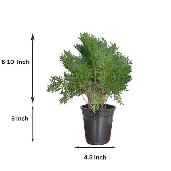 Arborvitae_Live_Plant_With_Pot