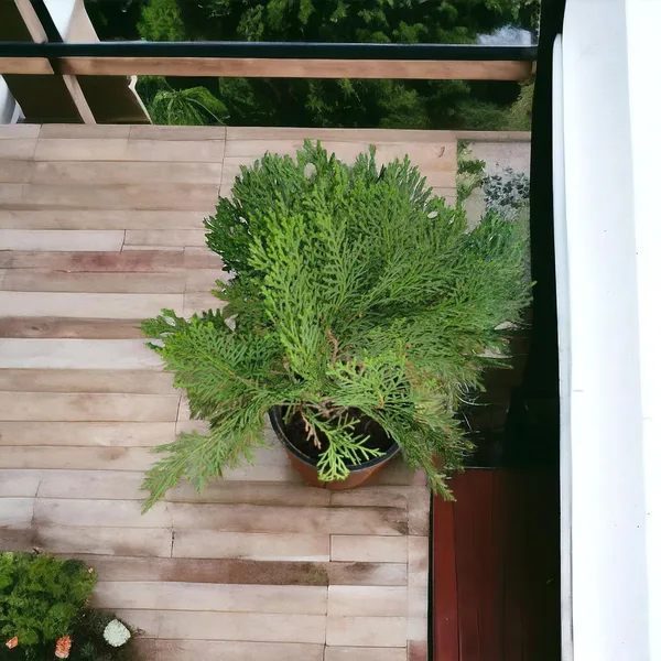 Arborvitae_Live_Plant_With_Pot