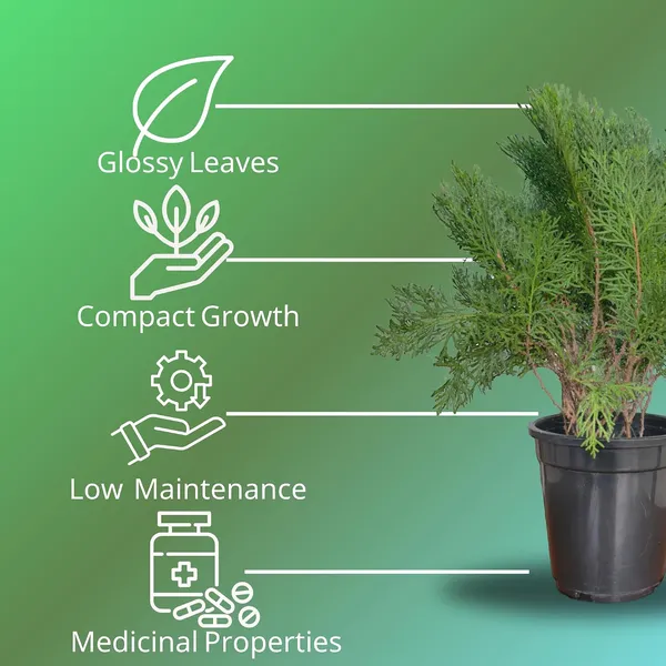 Arborvitae_Live_Plant_With_Pot