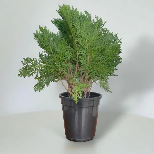 Arborvitae_Live_Plant_With_Pot