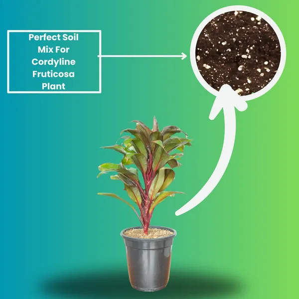 Cordyline_Fruticosa_Indoor_Plant_With_Self_Watering_Pot