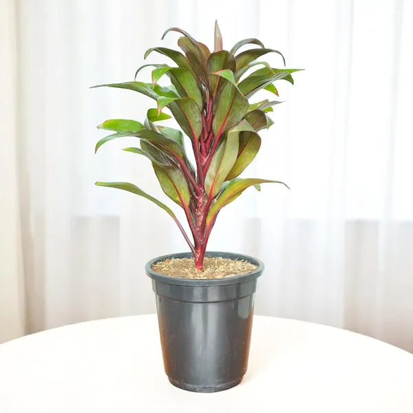 Cordyline_Fruticosa_Indoor_Plant_With_Self_Watering_Pot
