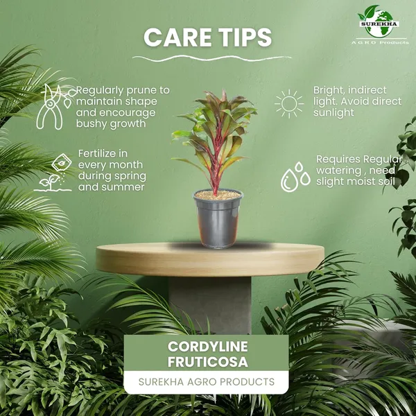 Cordyline_Fruticosa_Indoor_Plant_With_Self_Watering_Pot
