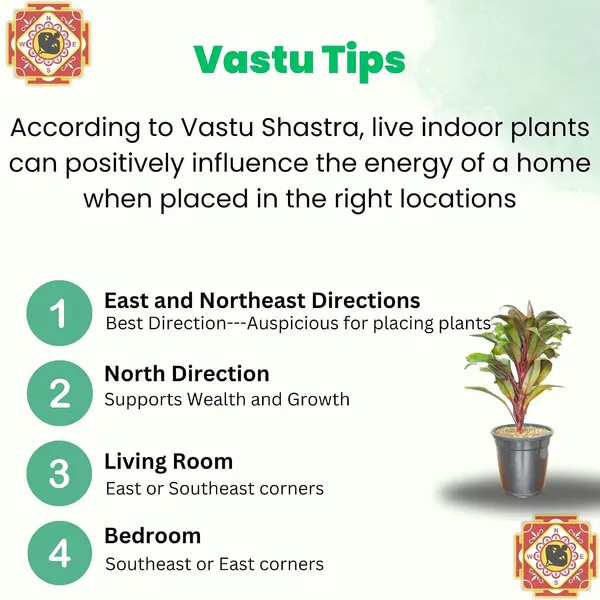 Cordyline_Fruticosa_Indoor_Plant_With_Self_Watering_Pot