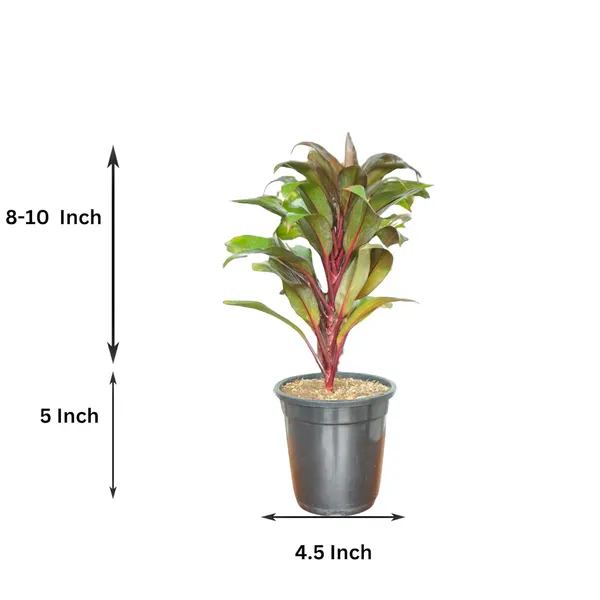 Cordyline_Fruticosa_Indoor_Plant_With_Self_Watering_Pot