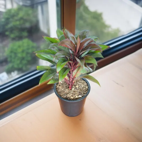 Cordyline_Fruticosa_Indoor_Plant_With_Self_Watering_Pot