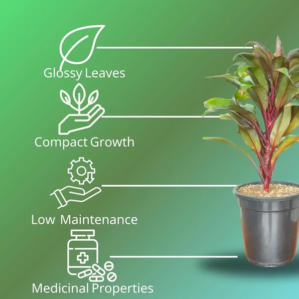 Cordyline_Fruticosa_Indoor_Plant_With_Self_Watering_Pot
