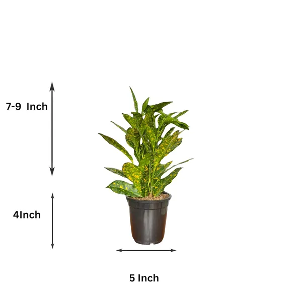 Croton_Plant_With_Pot