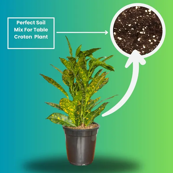 Croton_Plant_With_Pot