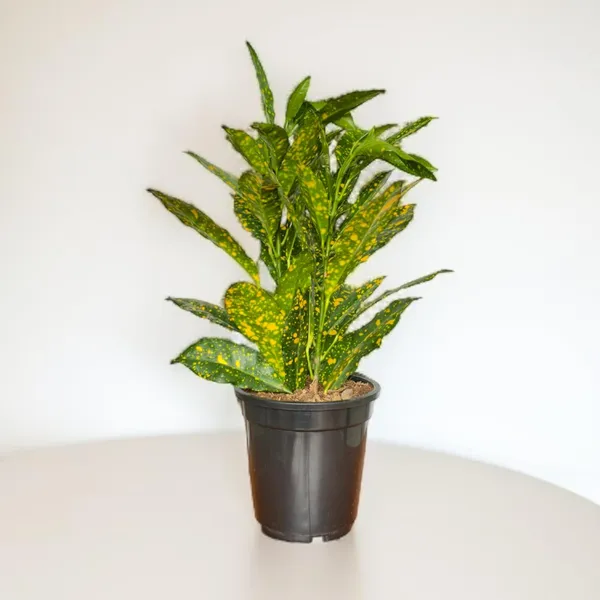 Croton_Plant_With_Pot